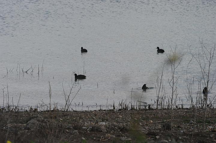 Biviere di Lentini 23.1.2011 (227).JPG